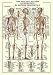 Art Poster Print - Skeletal System - Artist: Anonymous - Poster Size: 27 X 39 inches