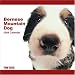 Bernese Mountain Dog 2009 Wall 12''x12'' Calendar by THE DOG Artlist Collection