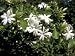 Jasmine Flowers in Bloom, Madagascar Art Photographic Poster Print by Michele Molinar...