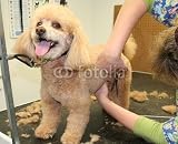 Wallmonkeys Peel and Stick Wall Decals - Dog Care - 24"W x 20"H Removable Graphic