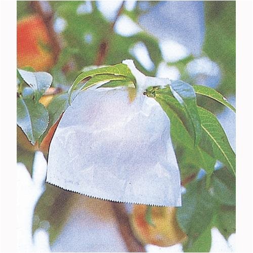 果実袋　白桃　100枚