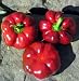 Round of Hungary Pimento Pepper 4 Plants - Heirloom - ORDER NOW!
