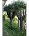 Photographic Prints of DAD-1876 Dragon Trees from Ardea Wildlife Pets