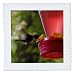 3dRose qs_29596_1 Hummingbird Feeding-Quilt Square, 10 by 10-Inch