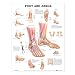"Must Haves" for the Podiatrist