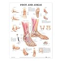 Foot and Ankle