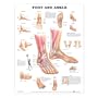 Foot and Ankle Anatomical Chart