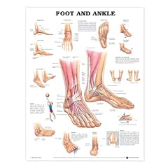 Foot and Ankle