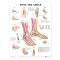 Foot and Ankle