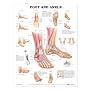 Foot and Ankle