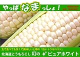 予約販売！15本は多い方向け！！【全国送料無料】生でも旨い！！北海道とうもろこし！幻の【ピュアホワイト】1箱8本！イチヨは送料無料でもこの価格！！安くて甘い！旨い！北海道とうもろこし！