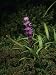 Heller's Blazingstar (Liatris Helleri), a Rare and Endangered Species, North Carolina, USA Photographic Poster Print by Rob & Ann Simpson, 30x40
