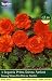 Begonia Prima Donna Apricot Bulbs (3 in pack)
