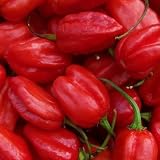 Mildes Chili mit dem Aroma und Geschmack roter Habaneros - Aji Dulce - 10 Samen