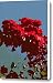 Myrtle Canvas Print / Canvas Art - Artist Valerie Rakes