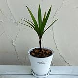 ���i�̏ڍ�