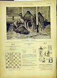 CAMELS TUNISIA ANIMALS TUNISIAN FRENCH PRINT 1882