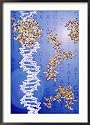Dna Helix, Proteins, with Genetic Code in Background Framed Photographic Poster Print by Jacob Halaska, 25x35
