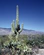 Spring Amid the Suhuaros - Majestic 16x20 Photographic Print by Carol M. Highsmith