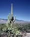 Spring Amid the Suhuaros - Majestic 16x20 Photographic Print by Carol M. Highsmith
