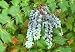 Leatherleaf Mahonia (Mahonia bealei)