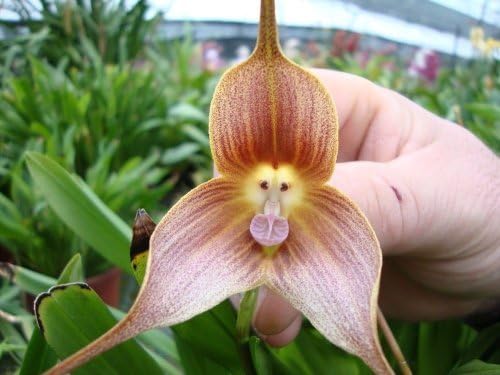 Peruvian "Monkey Face" ORCHID Seed~1 Seed ONLY