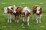 'Landscape With Group Young Cow' Wall Decal - 18"W x 12"H Removable Graphic