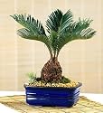 LOUSBONSAINURSERY MEDIUM (INDOOR) SAGO PALM BONSAI TREE