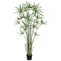 Cypress Grass Tree in Plastic Pot - 5'