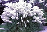 12 White & 13 Pink Pampas Grass Plants - Full Flat!