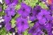 Blue Petunias - 24