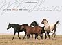 Among Wild Horses: A Portrait of the Pryor Mountain Mustangs