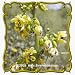 1 Oz Maryland Senna (Senna marilandica) Bulk Wildflower Seeds