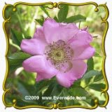Pasture Rose Jumbo Wildflower Seed Packet 60 Seeds 51bC9NsWc0L. SL160 Pasture Rose Jumbo Wildflower Seed Packet 60 Seeds
