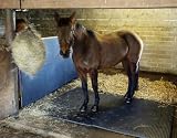 Stable Wall Mats 10mm 6ft X 4ft Eva