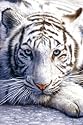 White Tiger Poster Print, 24x36