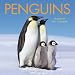 2011 Animal Calendars: Penguins - 16 Month - 11.7'x11.7'
