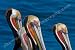 La Jolla's Finest - Pelicans displaying their vivid mating colors at the La Jollas cliffs