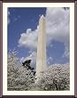 Festival of Cherry Blossoms at the Washington Monument - Beautiful approx. 24"x28" Framed & Matted Photographic Print by Carol M. Highsmith