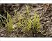 Photographic Prints of Pillwort, a rare wetland fern from Ardea Wildlife Pets