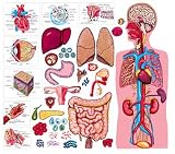 Human Body w/manual - Pre-cut Flannelboard Figures