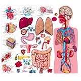 Human Body w/manual - Pre-cut Flannelboard Figures