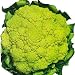 BroccoFlower - 50 Seeds LOW CARB!