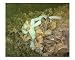 Baby Octopus Animals Photographic Poster Print by Tanya A. Clark, 10x8