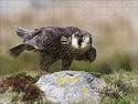 Jigsaw of Immature peregrine falcon (Falco peregrinus) from Robert Harding