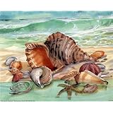 Brown Conch seashells Art Print Poster ocean - 13x19