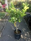 Dwarf Lisbon Lemon Tree Five Gallon