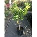 Dwarf Lisbon Lemon Tree Five Gallon