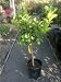Dwarf Lisbon Lemon Tree Five Gallon