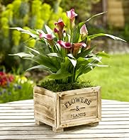 Calla Lily in Wooden Box
